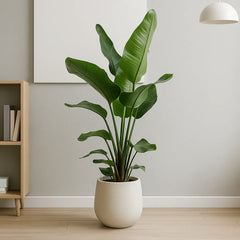 Strelitzia Nicolai Bird of Paradise House Plant