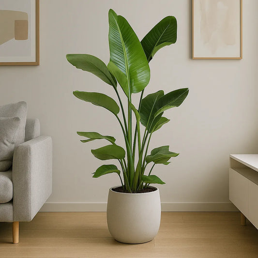 paradise indoor plant Strelitzia Nicolai Bird of Paradise House Plant – Plants For All Seasons