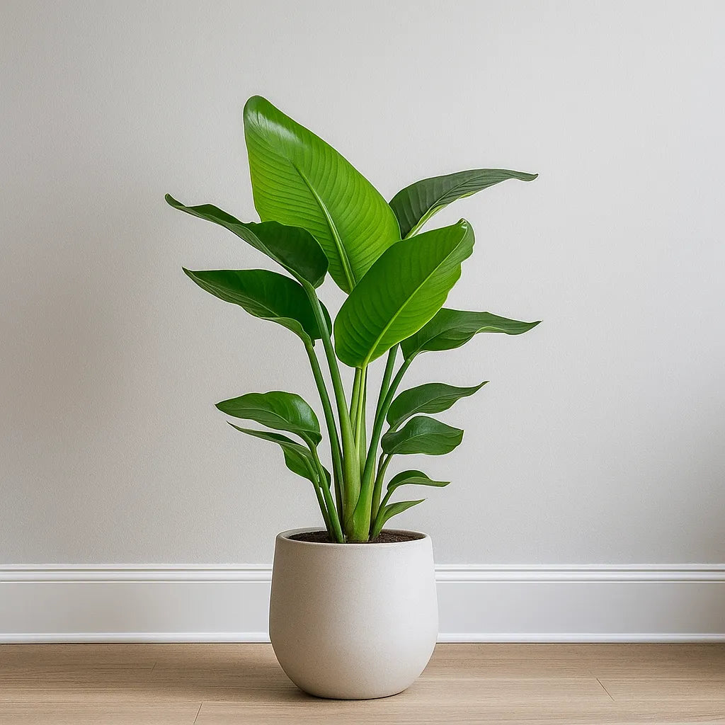 nicolai plant indoor Strelitzia Nicolai Bird of Paradise House Plant – Plants For All Seasons