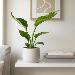 Strelitzia Nicolai Bird of Paradise House Plant