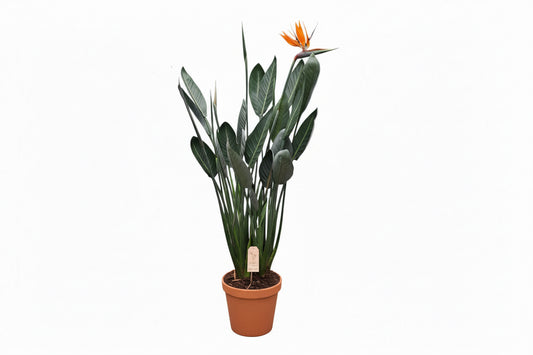 Strelitzia Reginae Bird of Paradise House Plant