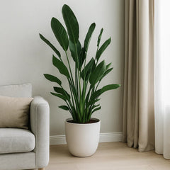 Strelitzia Reginae Bird of Paradise House Plant