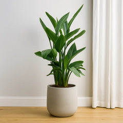 Strelitzia Reginae Bird of Paradise House Plant