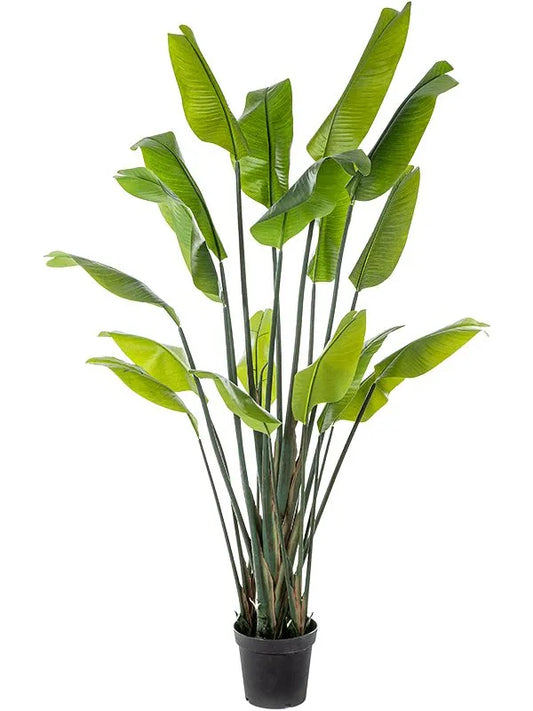 Strelitzia Traveller Artificial Plant Premium Faux 200cm Height