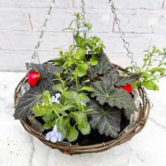 Summer Begonia Hanging Basket Mixed Pre-planted 30cm Wicker