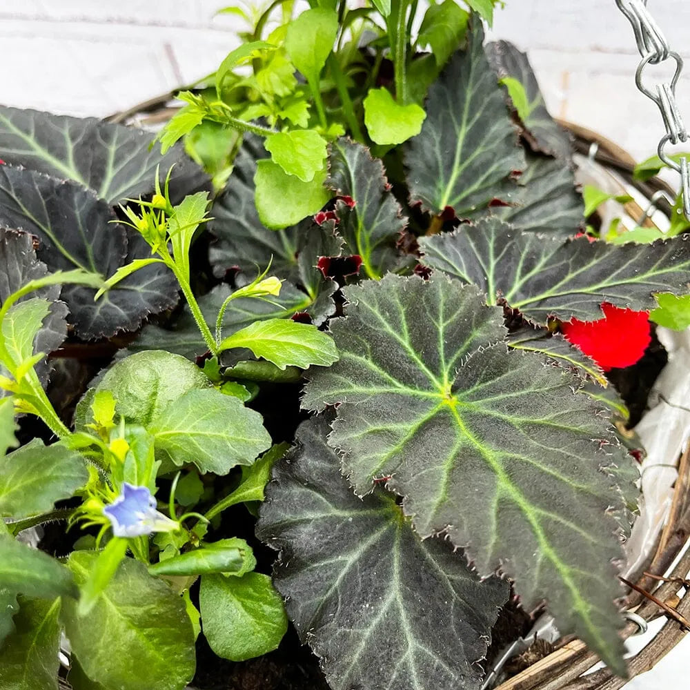 Summer Begonia Hanging Basket Mixed Pre-planted 30cm Wicker