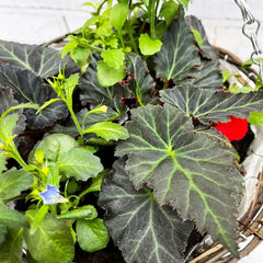 Summer Begonia Hanging Basket Mixed Pre-planted 30cm Wicker