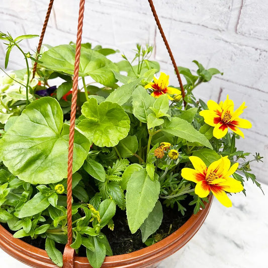 Summer Hanging Basket Mixed Pre-planted 30cm Terracotta