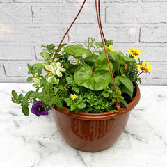 Summer Hanging Basket Mixed Pre-planted 30cm Terracotta