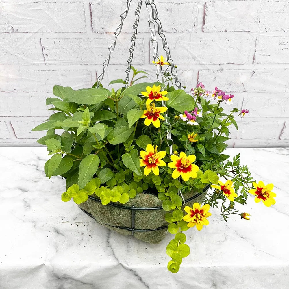 Summer Hanging Basket Mixed Pre-planted 32cm Wire
