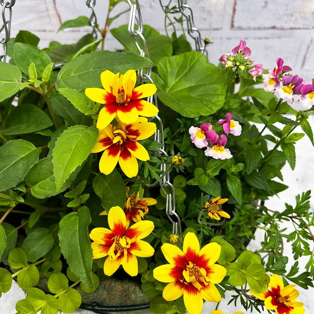 Summer Hanging Basket Mixed Pre-planted 32cm Wire