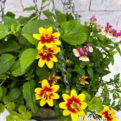 Summer Hanging Basket Mixed Pre-planted 32cm Wire