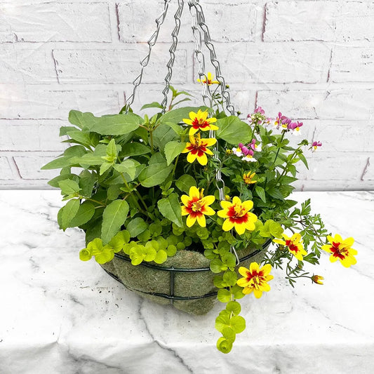 Summer Hanging Basket Mixed Pre-planted 32cm Wire
