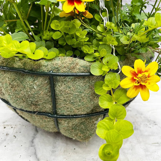 Summer Hanging Basket Mixed Pre-planted 32cm Wire