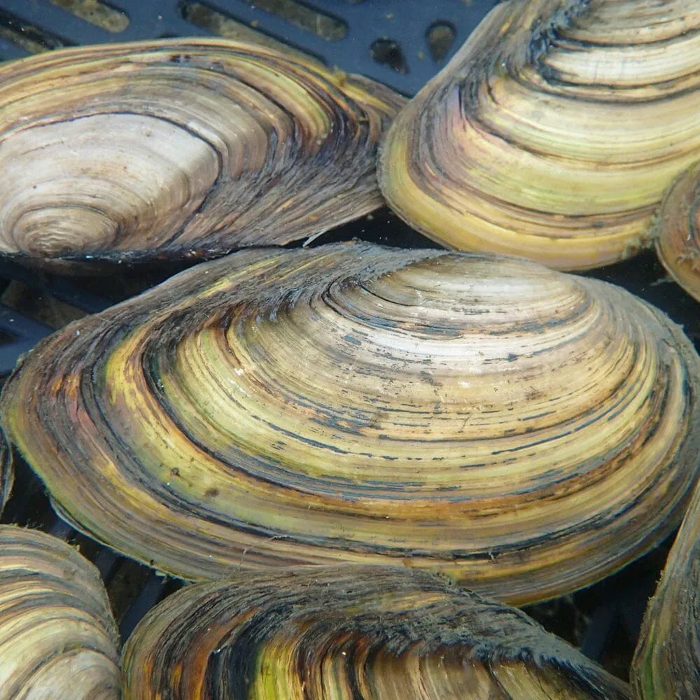 Swan Mussels Aquatic Pond Molluscs