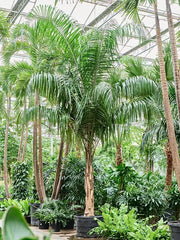 Syagrus Romanzoffiana 96cm Pot 500cm Height Outdoor Tree