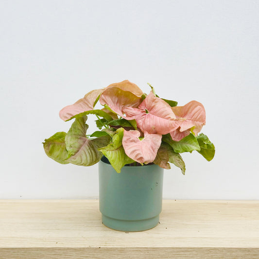 25 - 35 Syngonium Neon Arrowhead House Plant 12cm Pot