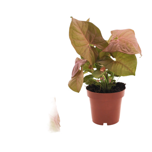 25 - 35 Syngonium Neon Arrowhead House Plant 12cm Pot