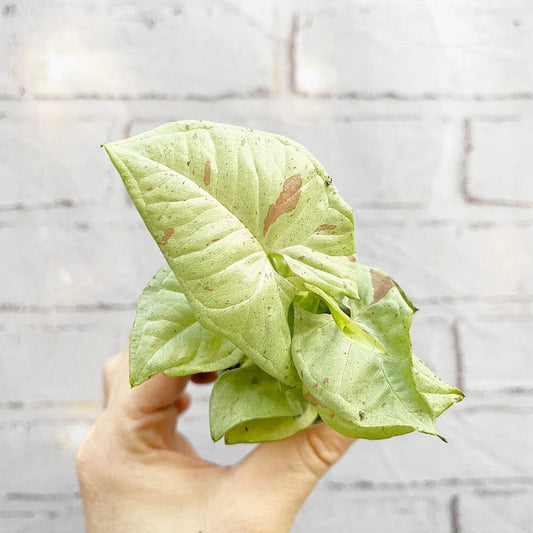 Syngonium Milk Confetti Arrowhead House Plant 6cm Net