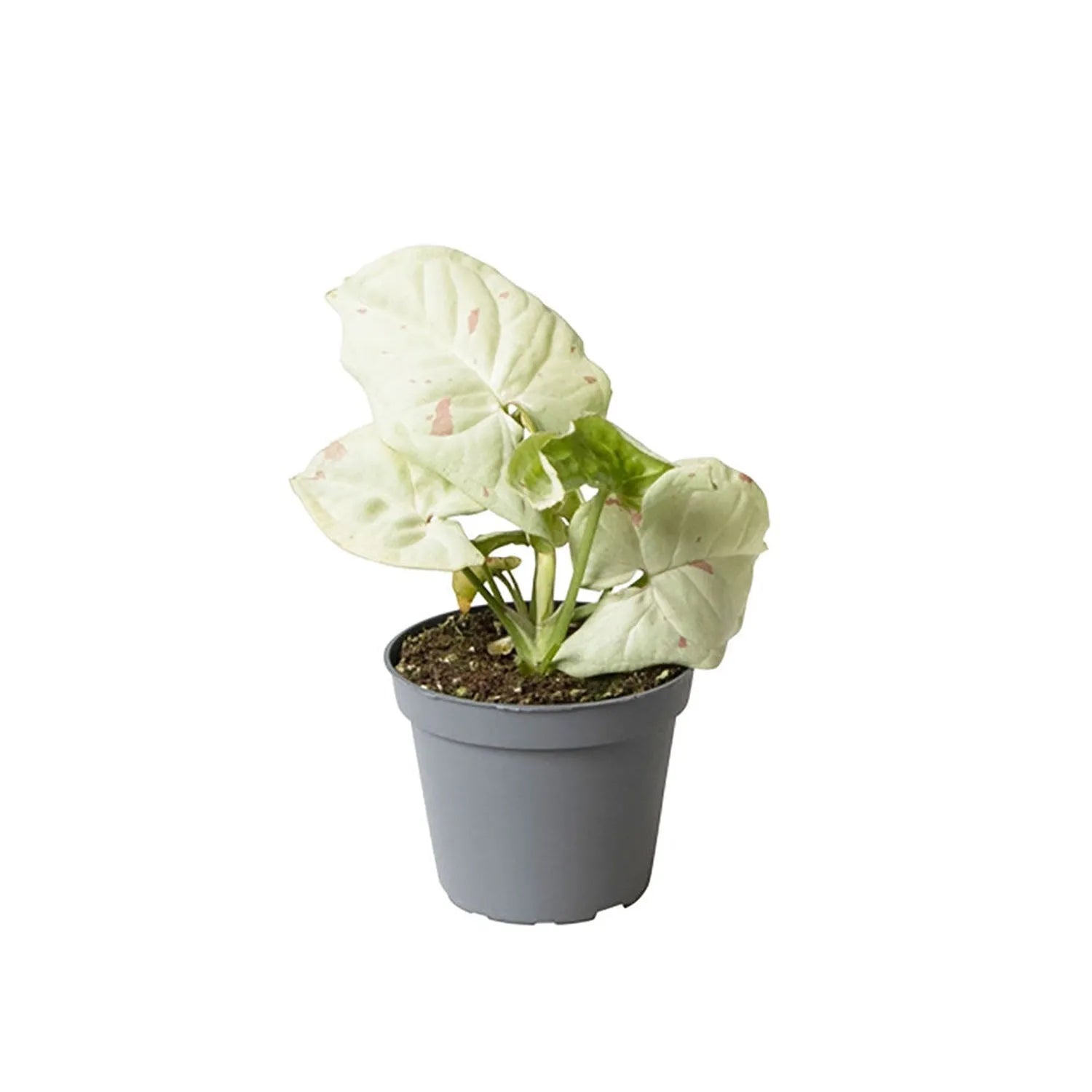 Syngonium Milk Confetti Arrowhead House Plant 6cm Net