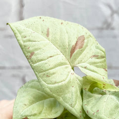 Syngonium Milk Confetti Arrowhead House Plant 6cm Net