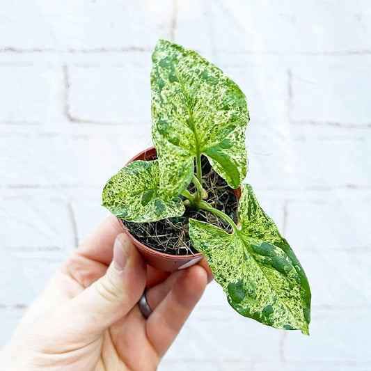 Syngonium Mottled Arrowhead House Plant 6cm Pot