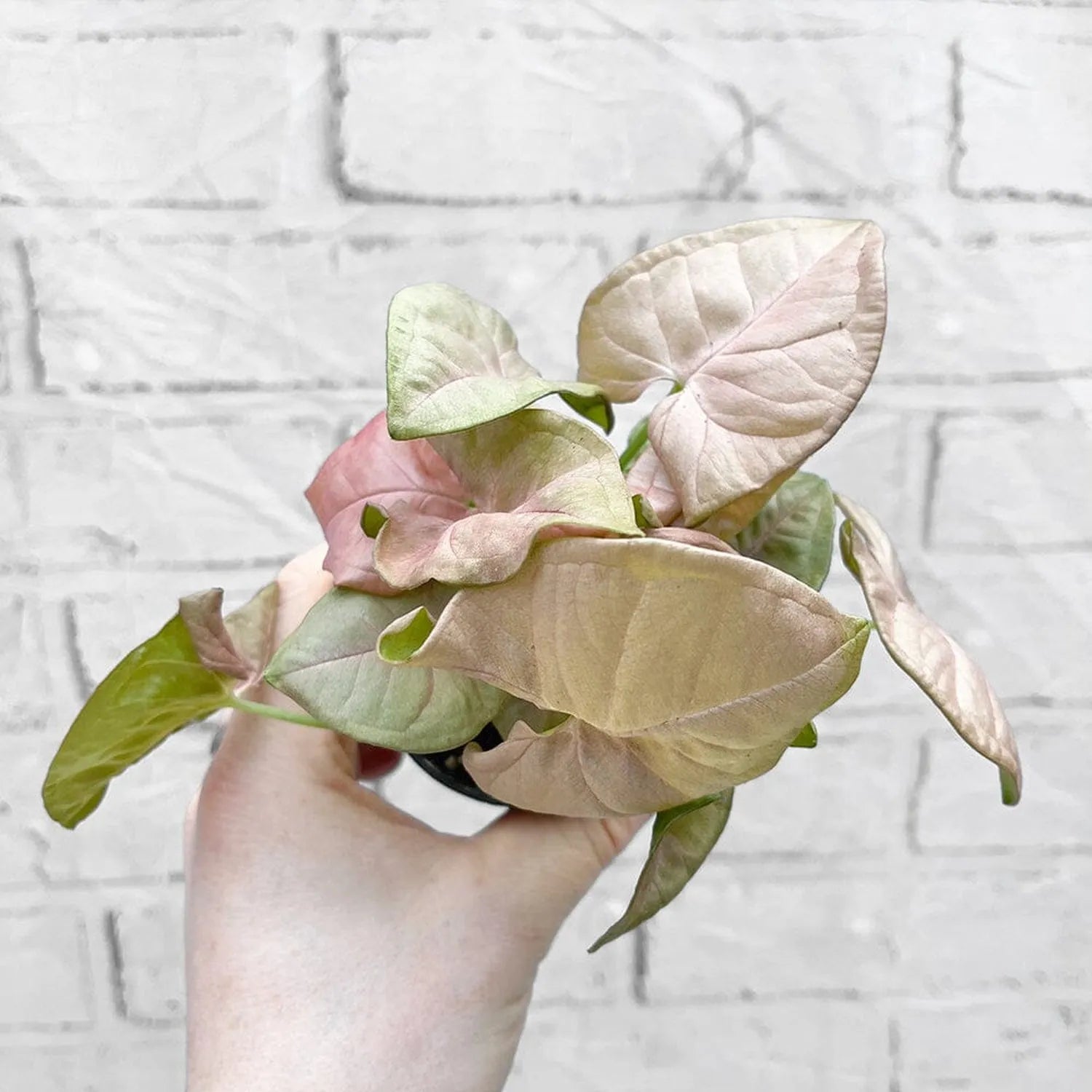 Syngonium Neon Arrowhead House Plant 6cm Pot