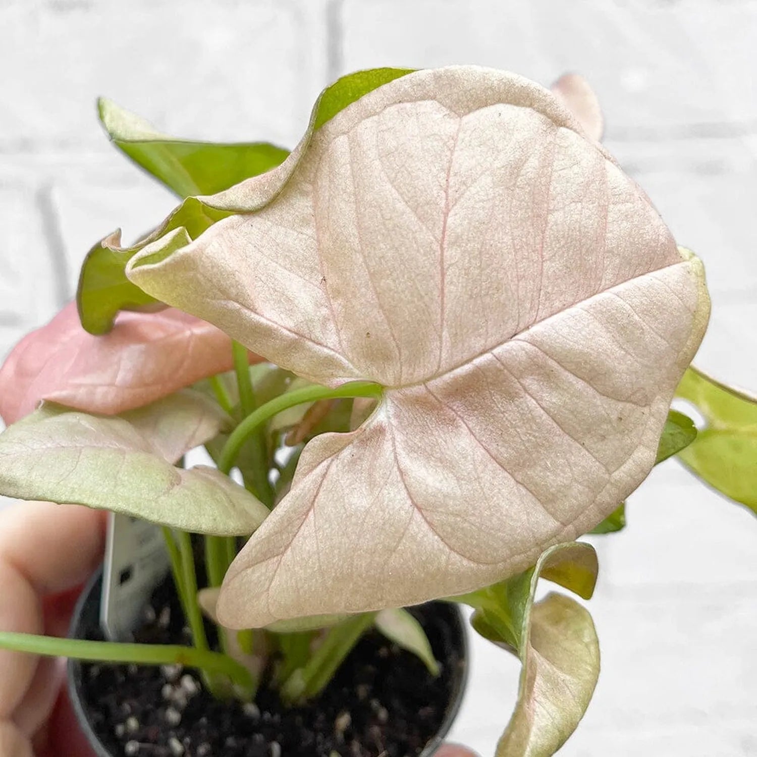 Syngonium Neon Arrowhead House Plant 6cm Pot