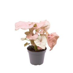 Syngonium Neon Arrowhead House Plant 6cm Pot