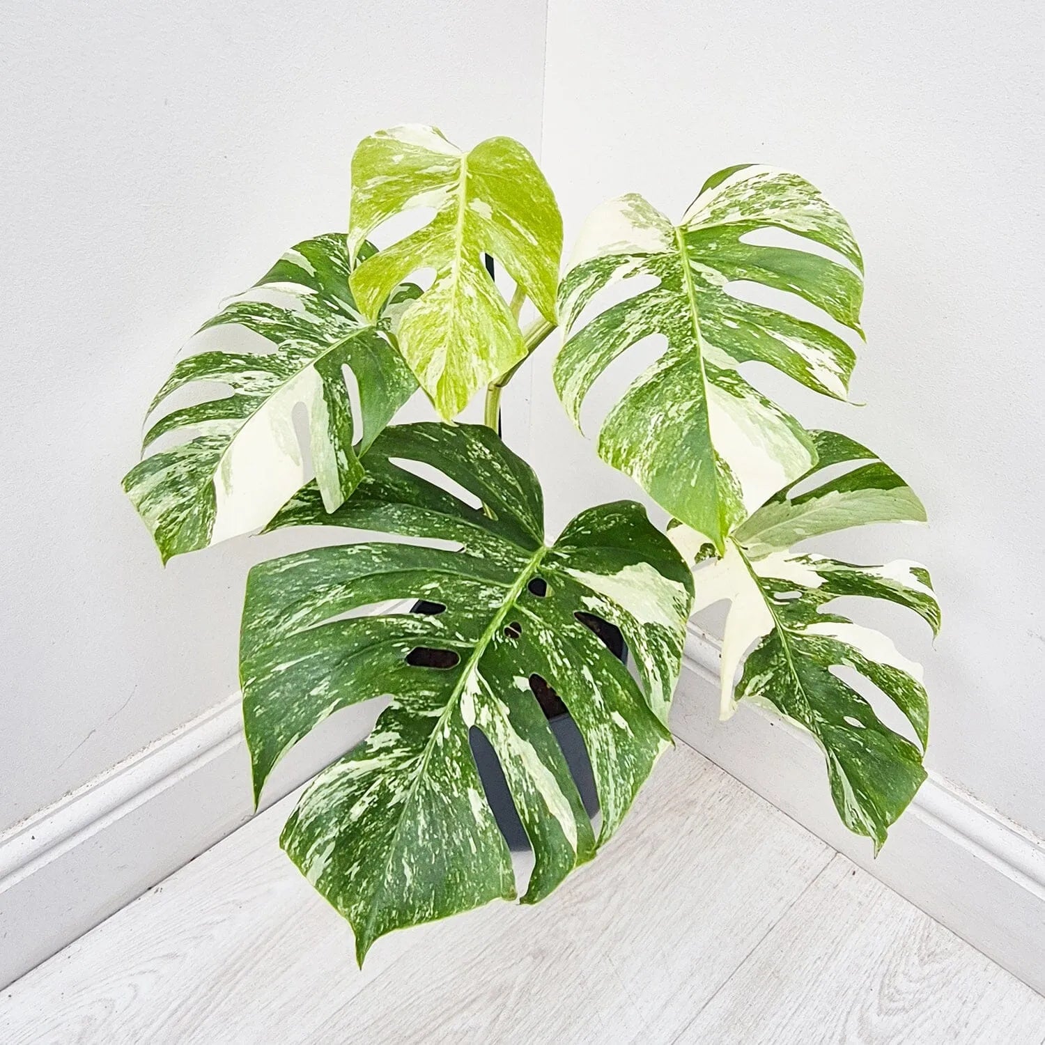 Thai & Albo Offer - 2 x Variegated Monsteras 17cm Pot House Plants