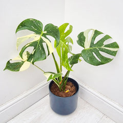 Thai & Albo Offer - 2 x Variegated Monsteras 17cm Pot House Plants