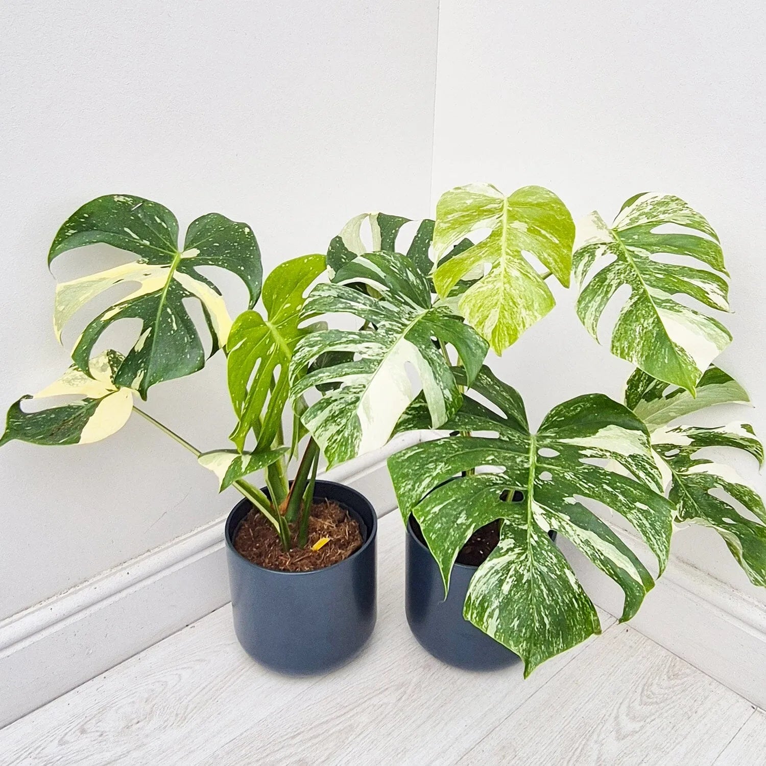 Thai & Albo Offer - 2 x Variegated Monsteras 17cm Pot House Plants