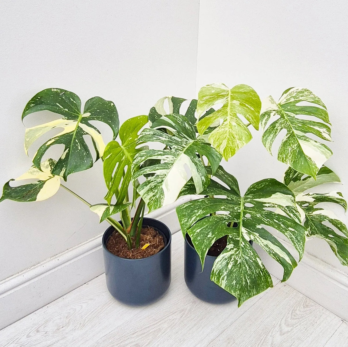 Thai & Albo Offer - 2 x Variegated Monsteras 17cm Pot House Plants