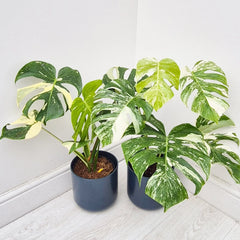 Thai & Albo Offer - 2 x Variegated Monsteras 17cm Pot House Plants