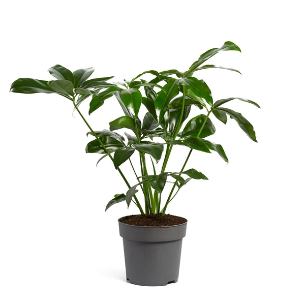 100 - 130cm Philodendron Funny Bunny Thaumatophyllum 24cm Plants