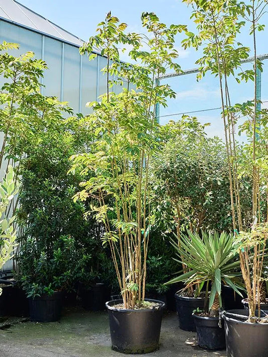 Toona sinensis 'Flamingo' 70cm Pot 320cm Height Outdoor Tree