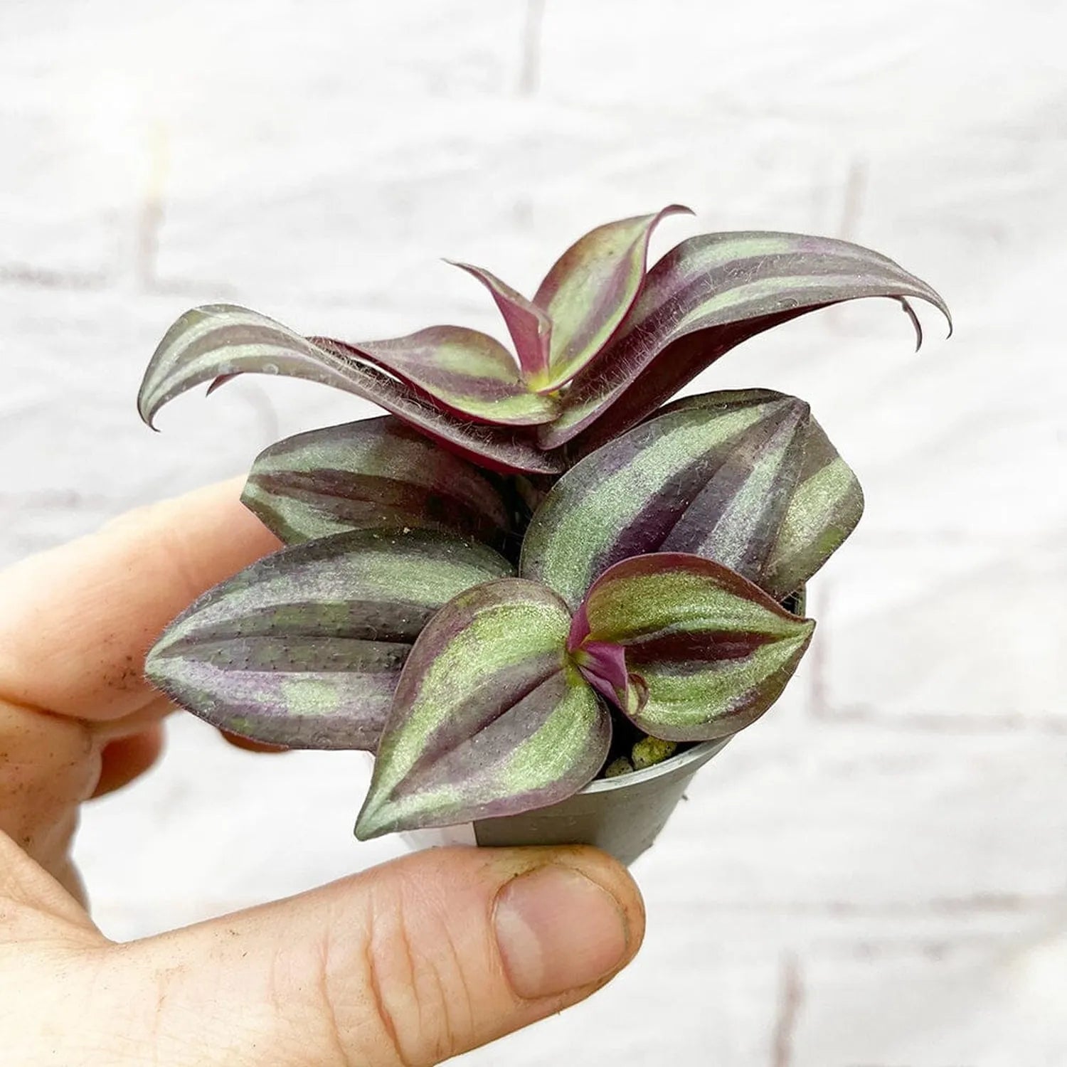 Tradescantia Zebrina House Plant