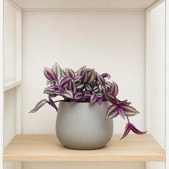 Tradescantia Zebrina House Plant