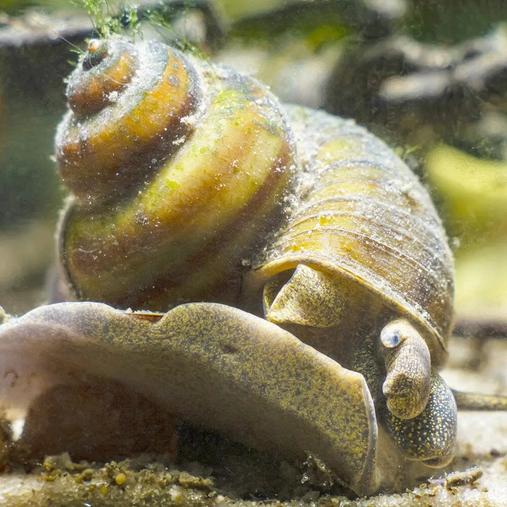 Trapdoor Snails Viviparus Viviparus Aquatic Pond Molluscs