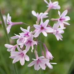 Tulbaghia Violacea Aquatic Pond Plant - Society Garlic