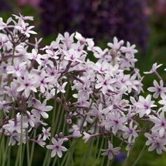 Tulbaghia Violacea Aquatic Pond Plant - Society Garlic
