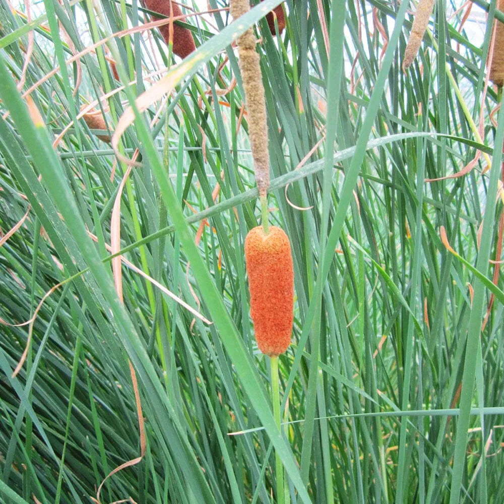 Typha Gracilis Aquatic Pond Plant - Slender Cattail
