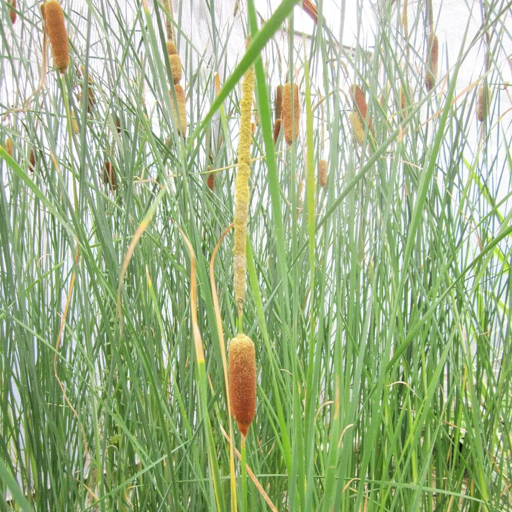 Typha Gracilis Aquatic Pond Plant - Slender Cattail