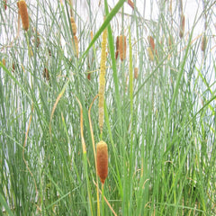 Typha Gracilis Aquatic Pond Plant - Slender Cattail