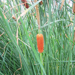 Typha Gracilis Aquatic Pond Plant - Slender Cattail