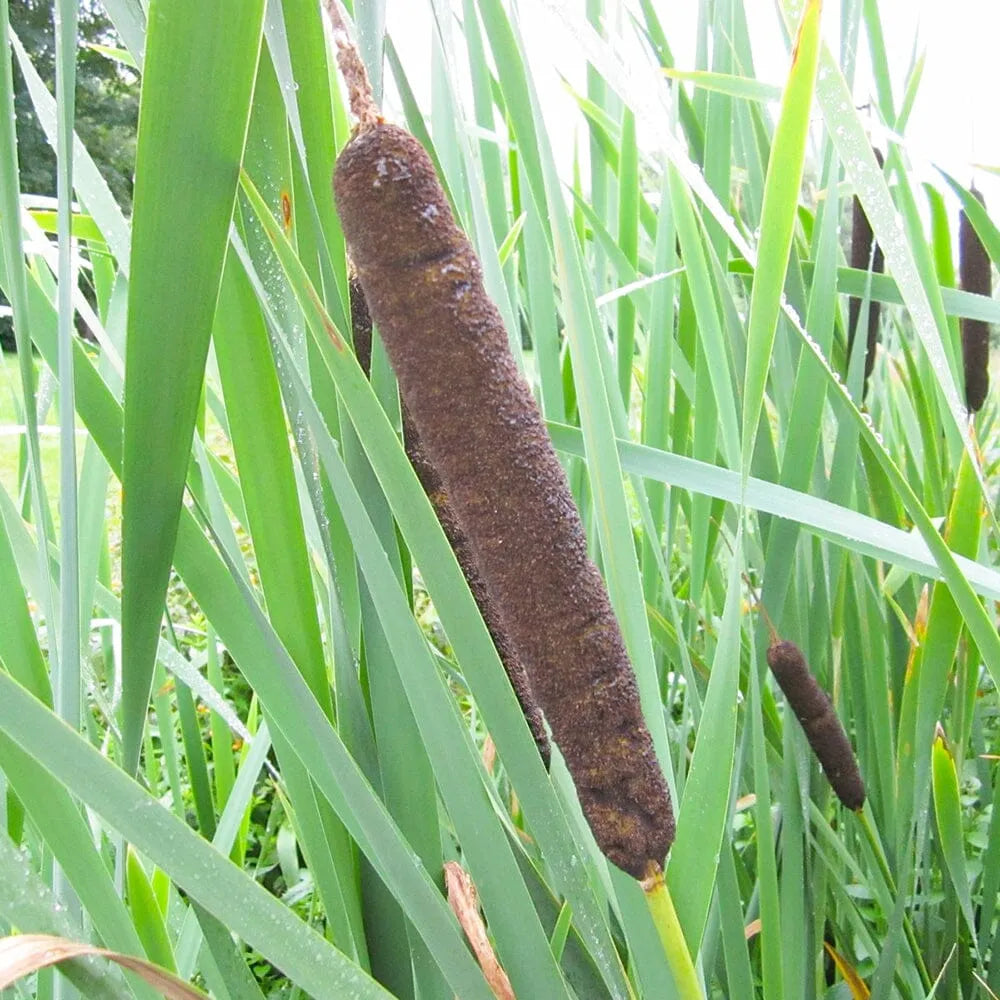 Cattail Tree Typha Latifolia Aquatic Pond Plant - Broadleaf Cattail – Plants For All ...