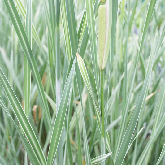 Typha Latifolia Variegata Aquatic Pond Plant - Broadleaf Cattail