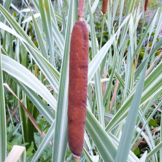 Typha Latifolia Variegata Aquatic Pond Plant - Broadleaf Cattail