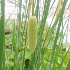 Typha Laxmannii Aquatic Pond Plant - Graceful Cattail