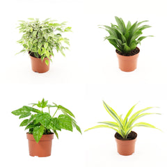 Wholesale Trolley Builder – Build Your Own Houseplant Display